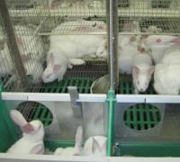 Бизнес-план разведения кроликов с расчетами Юридическая сторона вопроса